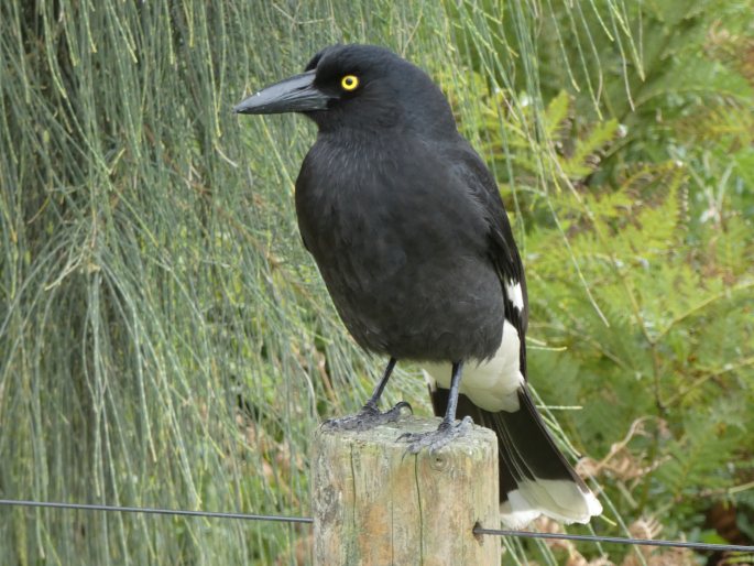 Strepera graculina, flétňák stračí