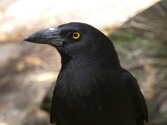 Strepera graculina, flétňák stračí