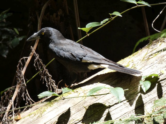 Strepera graculina, flétňák stračí