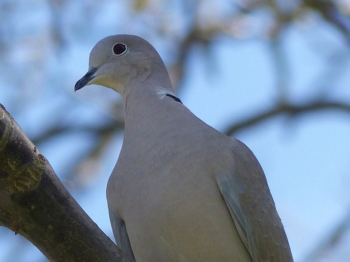 Streptopelia decaocto, hrdlička zahradní