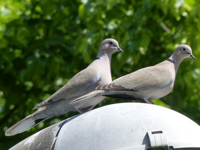 Streptopelia decaocto, hrdlička zahradní