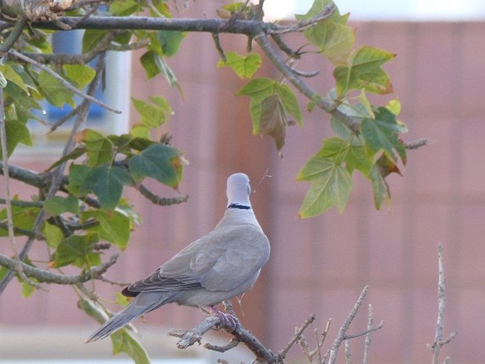 Streptopelia decaocto, hrdlička zahradní