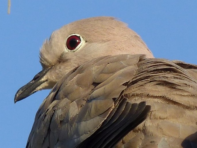 Streptopelia decaocto, hrdlička zahradní