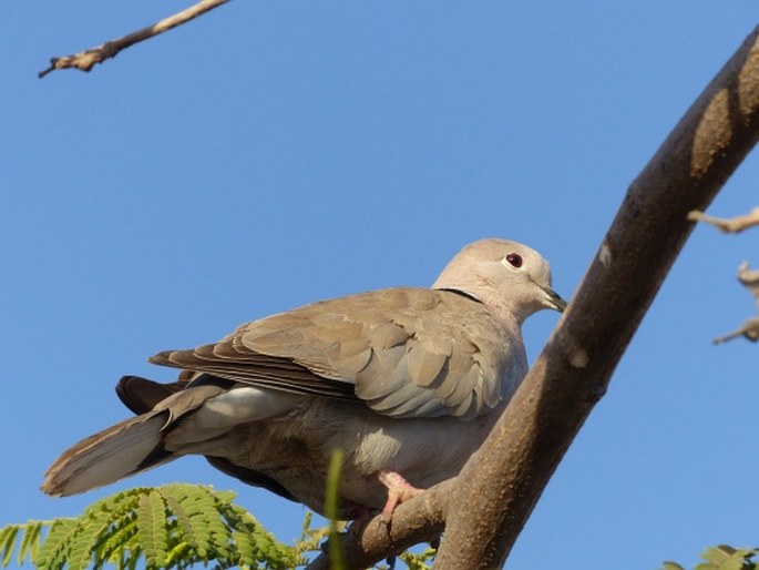 Streptopelia decaocto, hrdlička zahradní