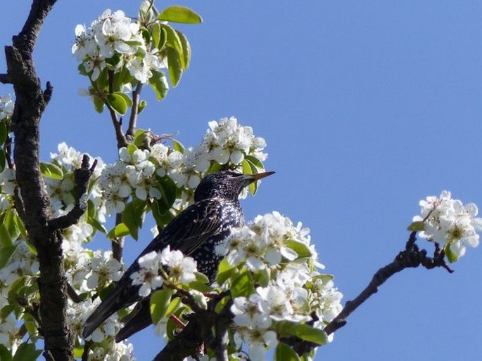 Sturnus vulgaris, špaček obecný