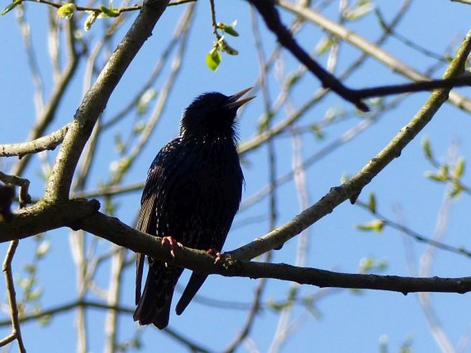 Sturnus vulgaris, špaček obecný