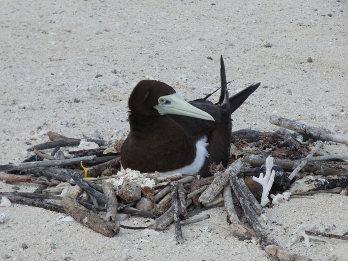 Sula leucogaster, terej žlutonohý