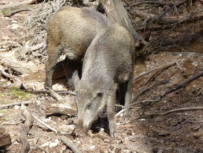 Sus scrofa, prase divoké