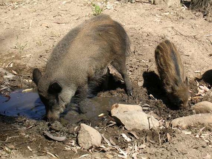 Sus scrofa subsp. meridionalis Forsyth Major, 1882; prase sardinské