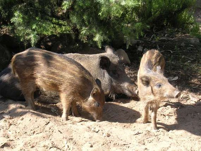 Sus scrofa subsp. meridionalis, prase sardinské