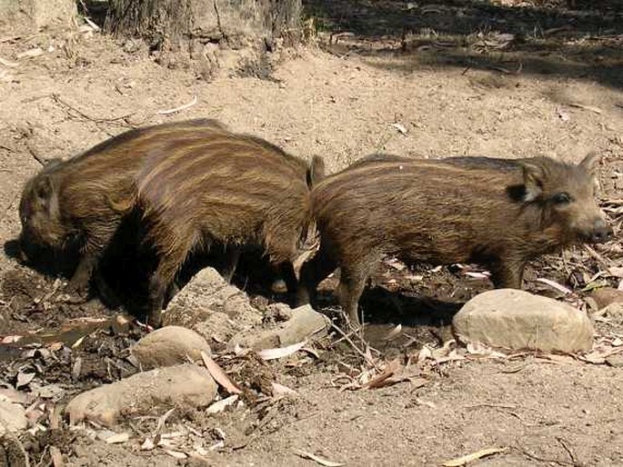 Sus scrofa subsp. meridionalis, prase sardinské