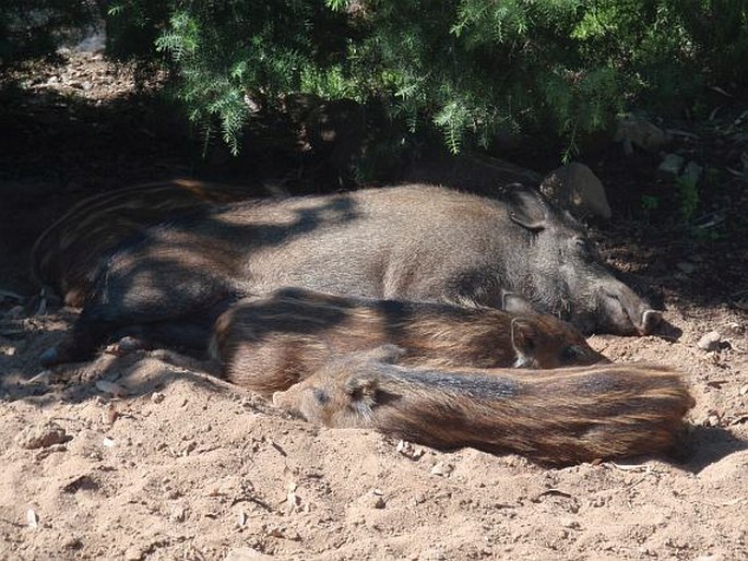 Sus scrofa subsp. meridionalis, prase sardinské