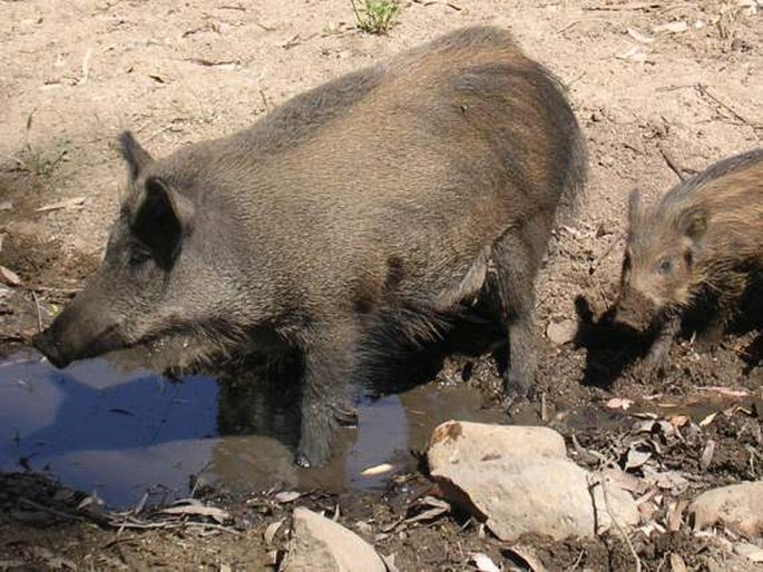 Sus scrofa subsp. meridionalis, prase sardinské