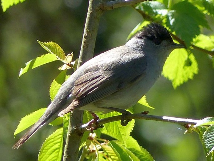 Sylvia atricapilla, pěnice černohlavá