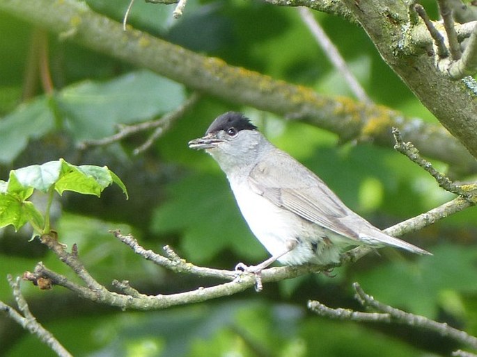 Sylvia atricapilla, pěnice černohlavá