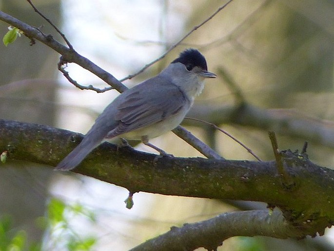 Sylvia atricapilla, pěnice černohlavá