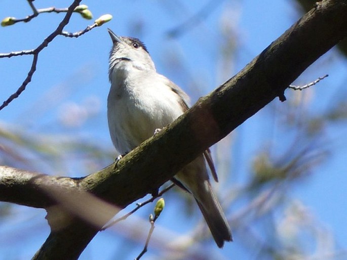 Sylvia atricapilla, pěnice černohlavá