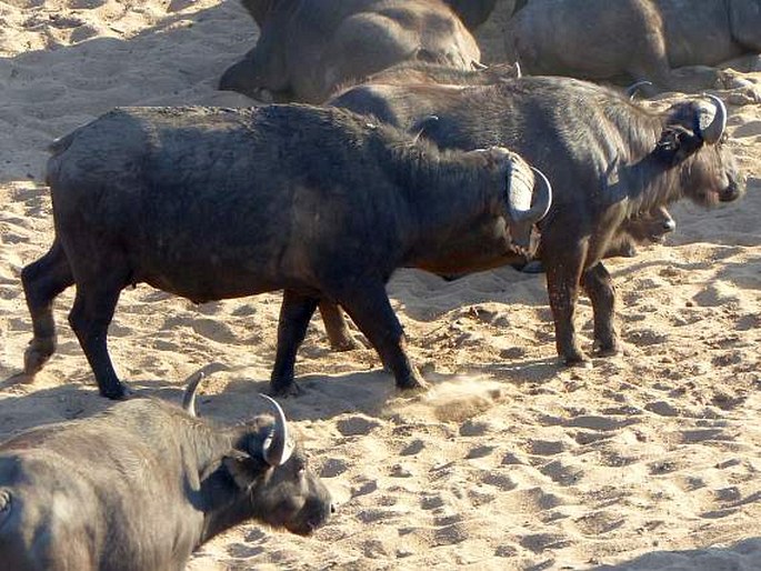 Syncerus caffer, buvol africký