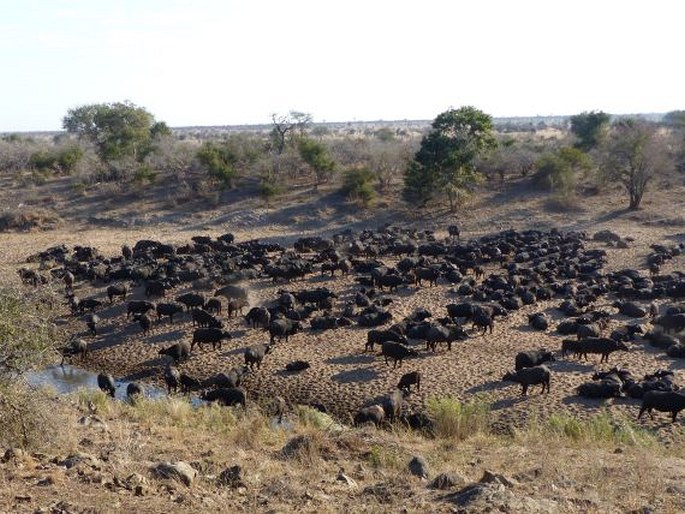 Syncerus caffer, buvol africký