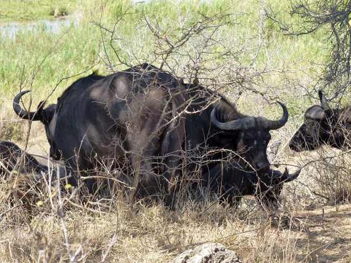 Syncerus caffer, buvol africký