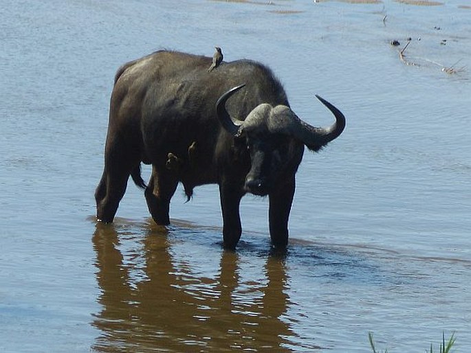 Syncerus caffer, buvol africký