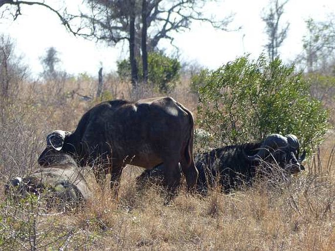 Syncerus caffer, buvol africký