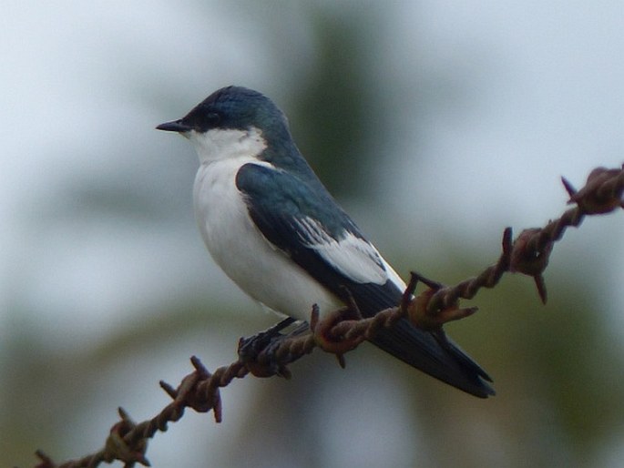 Tachycineta albiventer, vlaštovka bělobřichá