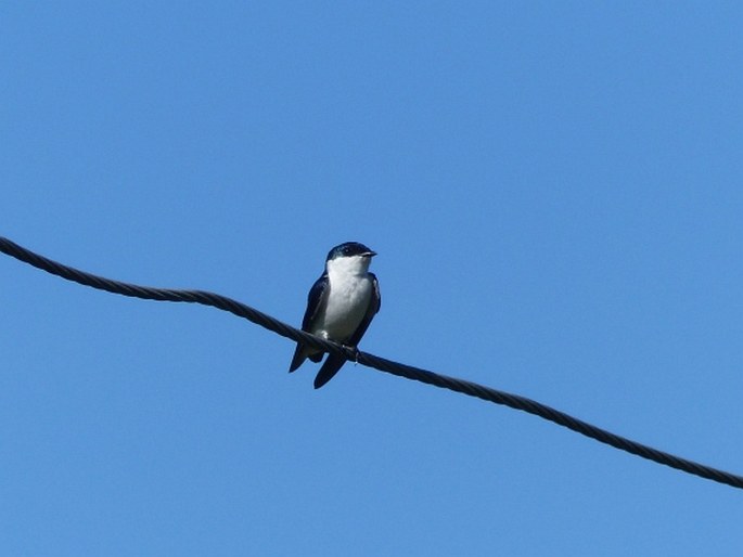 Tachycineta albiventer, vlaštovka bělobřichá