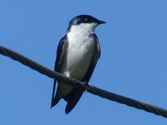 Tachycineta albiventer, vlaštovka bělobřichá