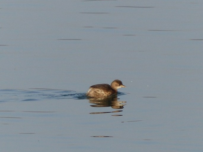 Tachybaptus ruficollis, potápka malá