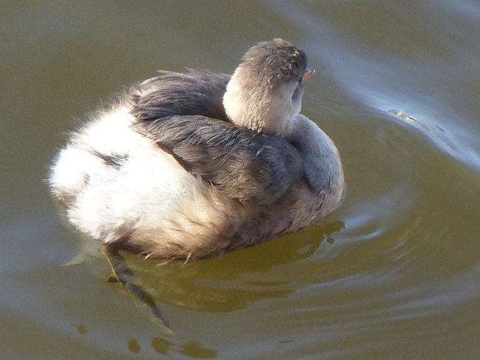 Tachybaptus ruficollis, potápka malá