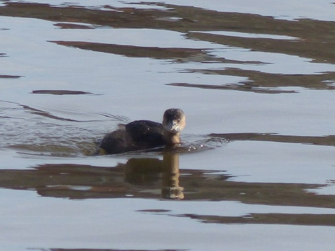 Tachybaptus ruficollis, potápka malá