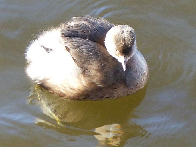 Tachybaptus ruficollis, potápka malá