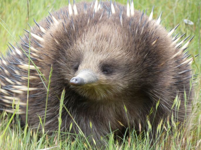 Tachyglossus aculeatus, ježura australská