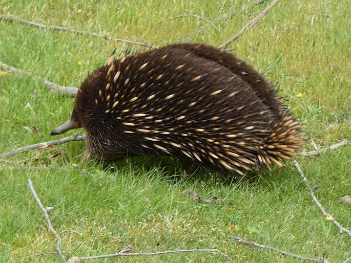 Tachyglossus aculeatus, ježura australská