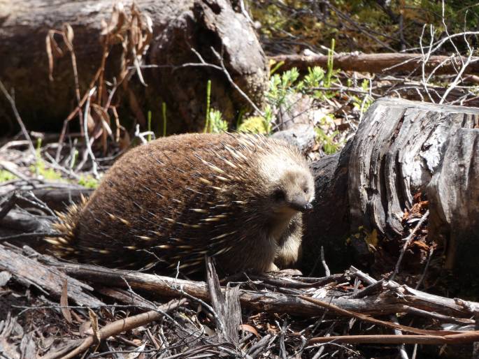 Tachyglossus aculeatus, ježura australská