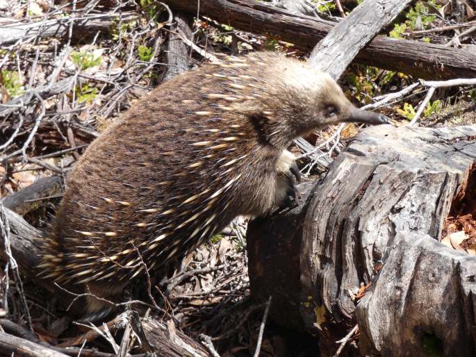 Tachyglossus aculeatus, ježura australská