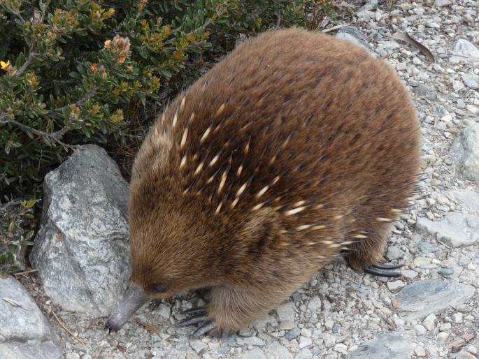 Tachyglossus aculeatus, ježura australská