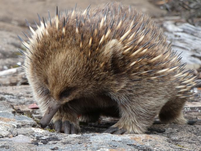 Tachyglossus aculeatus, ježura australská