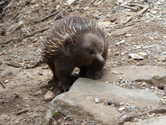 Tachyglossus aculeatus, ježura australská