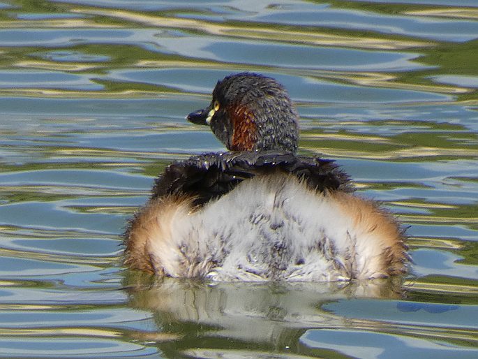 Tachybaptus novaehollandiae, potápka australská