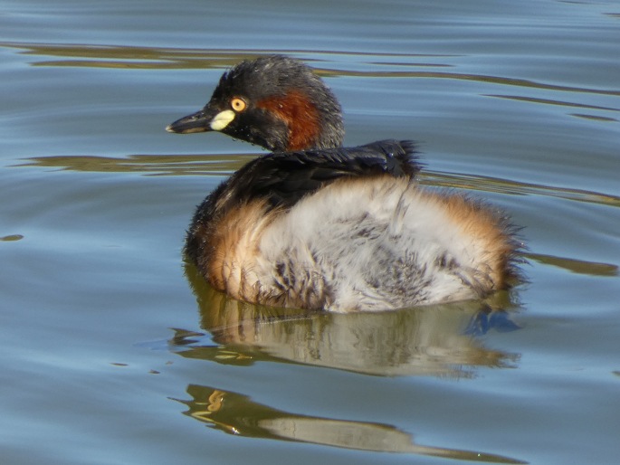 Tachybaptus novaehollandiae, potápka australská