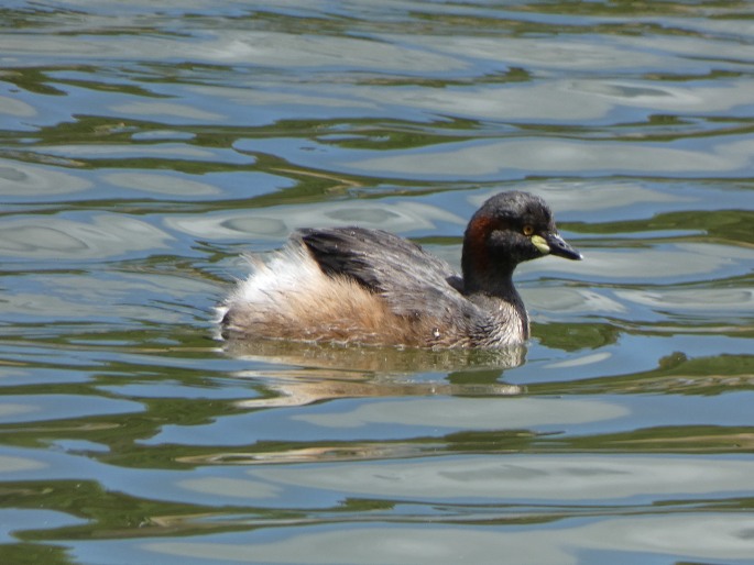 Tachybaptus novaehollandiae, potápka australská