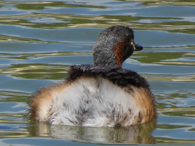 Tachybaptus novaehollandiae, potápka australská