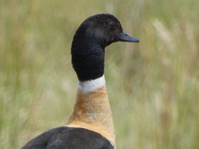 Tadorna tadornoides, husice australská