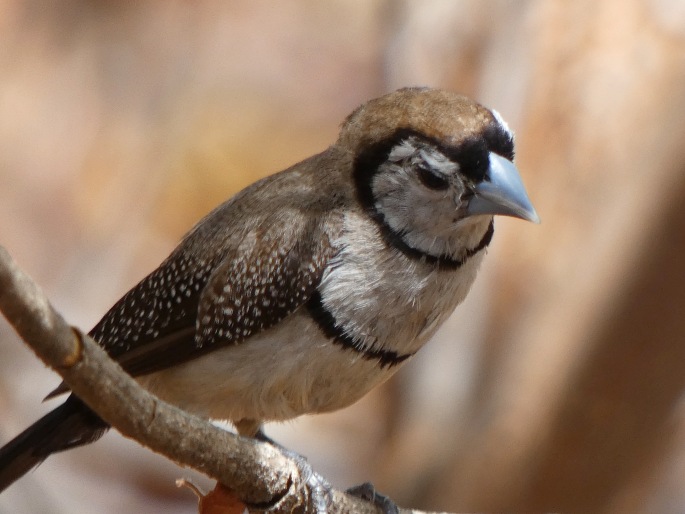 Taeniopygia bichenovii, astrild bělolící