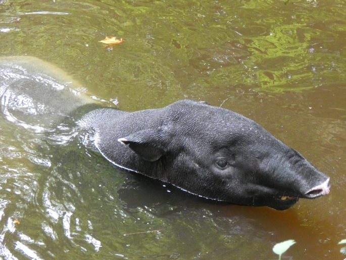 Tapirus indicus, tapír čabrakový