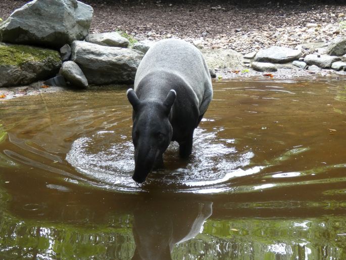 Tapirus indicus, tapír čabrakový