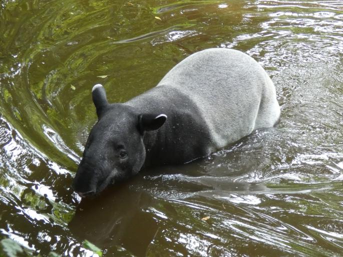 Tapirus indicus, tapír čabrakový