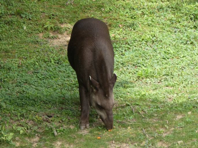 Tapirus terrestris, tapír jihoamerický
